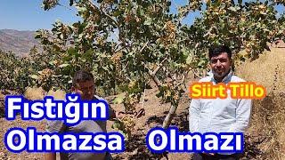 Siirt Tillo - Siirt Fıstığı Yetiştiriciliği Gübreleme - Fıstık Ağacı Bakımı - Verimi - Fiyatlar