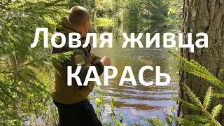 Лёгкий способ ловли живца  ЛОВЛЯ КАРАСЯ