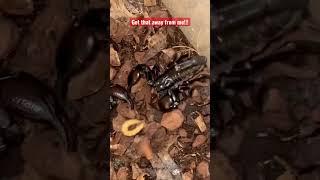 City Scorpions hunting