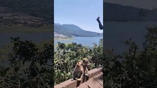 Bersantai menikmati indahnya pemandangan danau di Bali ditemani dua monyet asik #bali #lake #monkey