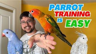 Parrot Training is Easy – Cockatiel Ringneck Sun Conure Macaw Senegal and Cape Parrot