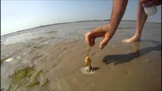 How to catch a Razor Fish  Clam