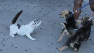 Crazy cats attacking dogs AGAIN #2  CATS FUNNIEST ATTACK COMPILATION 2017