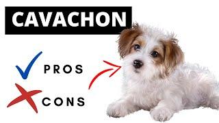 Cavachon Pros And Cons  Should You REALLY Get A CAVACHON?