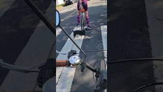 Dog Breaks Loose at Pride Ride the dog was ok & recovered by the owner