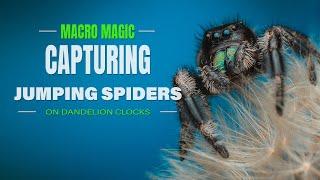 Macro Magic Capturing Jumping Spiders on Dandelion Clocks  A macro photography tutorial