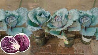 Brilliant Idea growing Red Acre cabbage  in plastic bottles Without Watering High Productivity