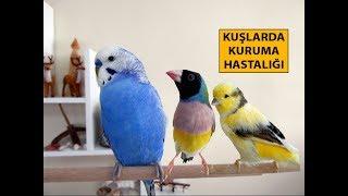 Kuşlarda Kuruma Hastalığı ve Belirtileri