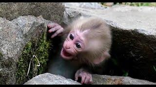 Crying baby monkey But mom ignored