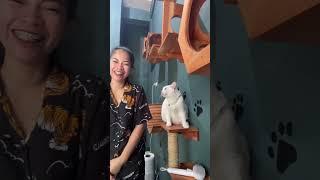 #shortsvideo#pecintakucing#videoshorts