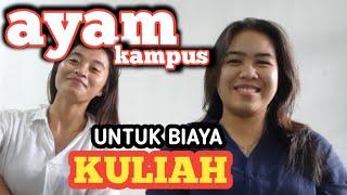 AYAM KAMPUS UNTUK BIAYA KULIAH