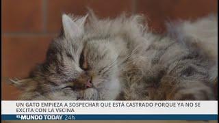 Gato sospecha que está castrado porque ya no se excita con la vecina de al lado  El Mundo Today 24H