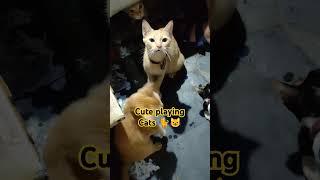 cute playing Cats #trending #cuteanimal #catlover #cat #trendingshorts #viral