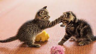 20 Minutes of Adorable Kittens   BEST Compilation