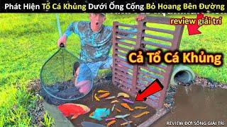 Phát Hiện Và Thu Hoạch Cả Tổ Cá Khủng Dưới Ống Cống Bỏ Hoang Bên Đường  Review Giải Trí Đời Sống