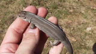 Прыткая ящерица Lacerta agilis concolor female 2019