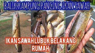 BALIK KAMPUNG PANCING IKAN SAWAH LUBUK BELAKANG RUMAH JEMALAM CARI DURIAN