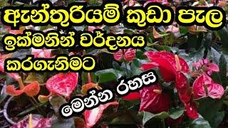 How to grow anthurium varietes sri lanka ඇන්තුරියම් කුඩා පැල ඉක්මනින් ලොකුකර ගැනීම.Anthurium wagawa