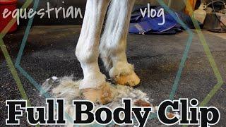 FULL BODY CLIP Giving a Horse a Spring Clip Step by Step •  EQUESTRIAN VLOG