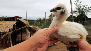 SILKIE CHICKEN - BRAHMA CHICKEN - NATIVE CHICKEN