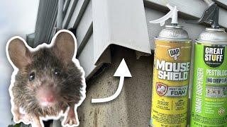 Do This to Stop Mice and Pests