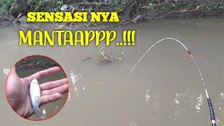 SENSASI mancing ikan wader pakai joran SUPER LENTUR emang MANTAPP..