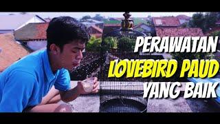 Perawatan lovebird paud yang baik dan benar