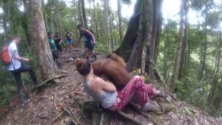 Held Hostage by an Orangutan Bukit Lawang Jungle