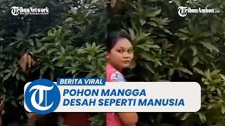 Ternyata dari Pohon Mangga Warga Kaget Dengar Suara Desahan