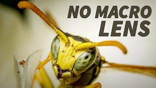 Incredible Macro Photography Without a Macro Lens