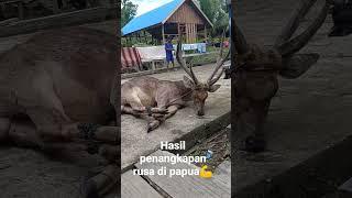 hasil tangkapan rusa di Papua