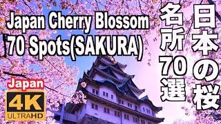 日本の桜名所70選 Japans Cherry Blossom Spots70sakura 京都 Kyoto hanami 名所 吉野山 弘前公園 上野公園 姫路城 千鳥ヶ淵 花見 満開 観光