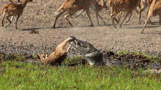 Crocodile Attack at the Watering Hole  Planet Earth III  BBC Earth