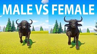 Male African Buffalo vs Female African Buffalo Speed Race in Planet Zoo A Male vs Female Race