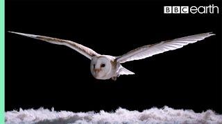 Experiment Wie kann eine Eule so leise fliegen?  Super Powered Owls  BBC