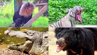 Animals Story for Children Cute Big Animals  Tiger Crocodile Bears Monkey Lion Moral Hindi Story