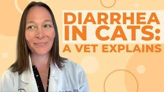 Diarrhea in Cats Causes Symptoms & Treatment