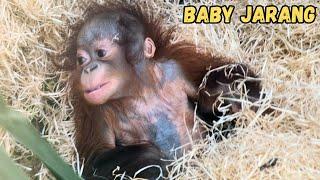 Adorable Baby Orangutan Learning How To Sit Up