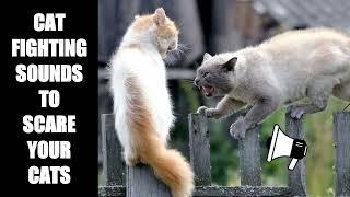 Cat Fighting Sounds to Scare Cats #14