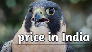 price of falcon in india