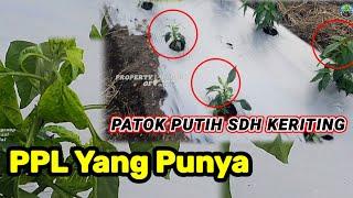 Prediksi keriting meleset  keriting daun cabe