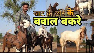 झुंझुनू के किसान के 60 से 80kg kurbani bakre  surya goat farming rajasthan  eid goat  pkraj vlogs