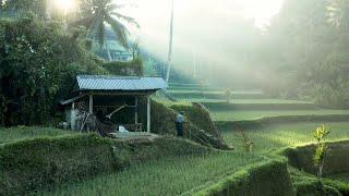 Keindahan Sawah Padi