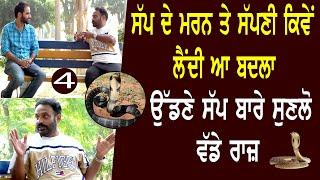 ਕੀ ਸੱਪ King Cobra ਹਰ ਸਾਲ ਲੱਭਦਾ ਆਪਣੇ ਦੁਸ਼ਮਣ ਨੂੰ Snake island l Bittu Chak Wala l Daily Awaz