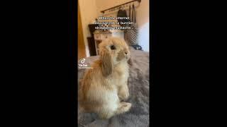 cute bunny tiktok video 