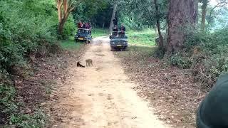 Yellow Throated Marten Attacking monkeyfull versionRarest scene -Corbett national park India