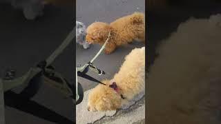 anjing poodle lucu jalan jalan #anjingku #redpoodle