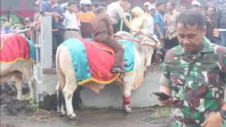 Kontes Sapi Bupati Cup Di Pasar Sapi Muntilan Magelang