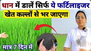 धान में डाले ये फर्टिलाइजर खेत कल्लों से भर जाएगा  dhan ke kalle kaise badhaye  tillering in paddy