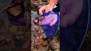 Finding Tidepool Creatures Under rocks